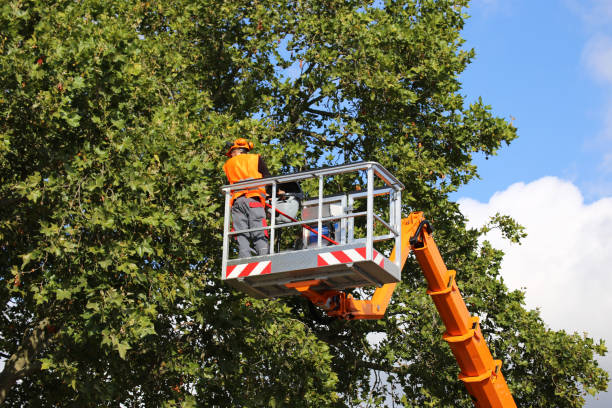 Professional Tree Removal and Landscaping Services in Thomasville, NC